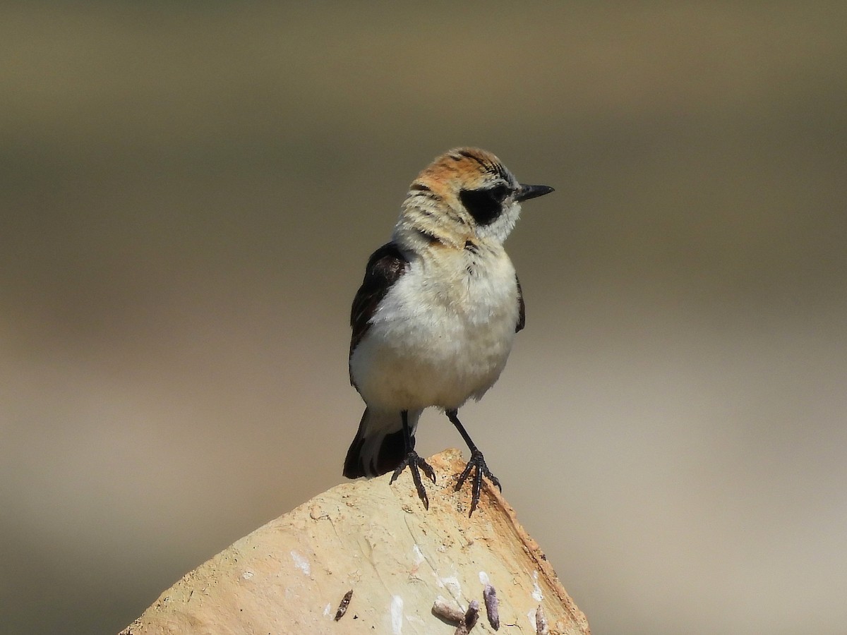 Western Black-eared Wheatear - ML638836875