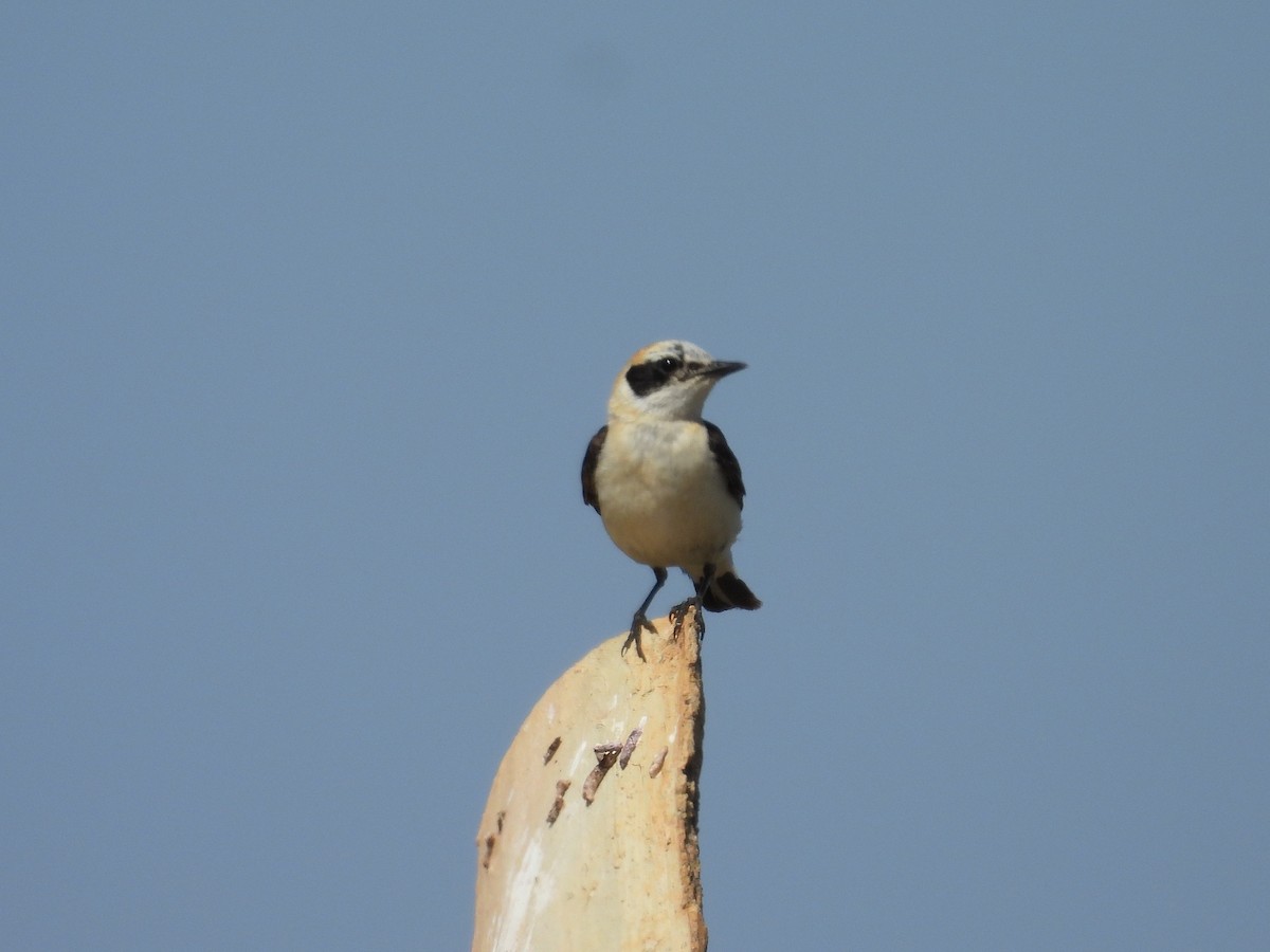 Western Black-eared Wheatear - ML638836876