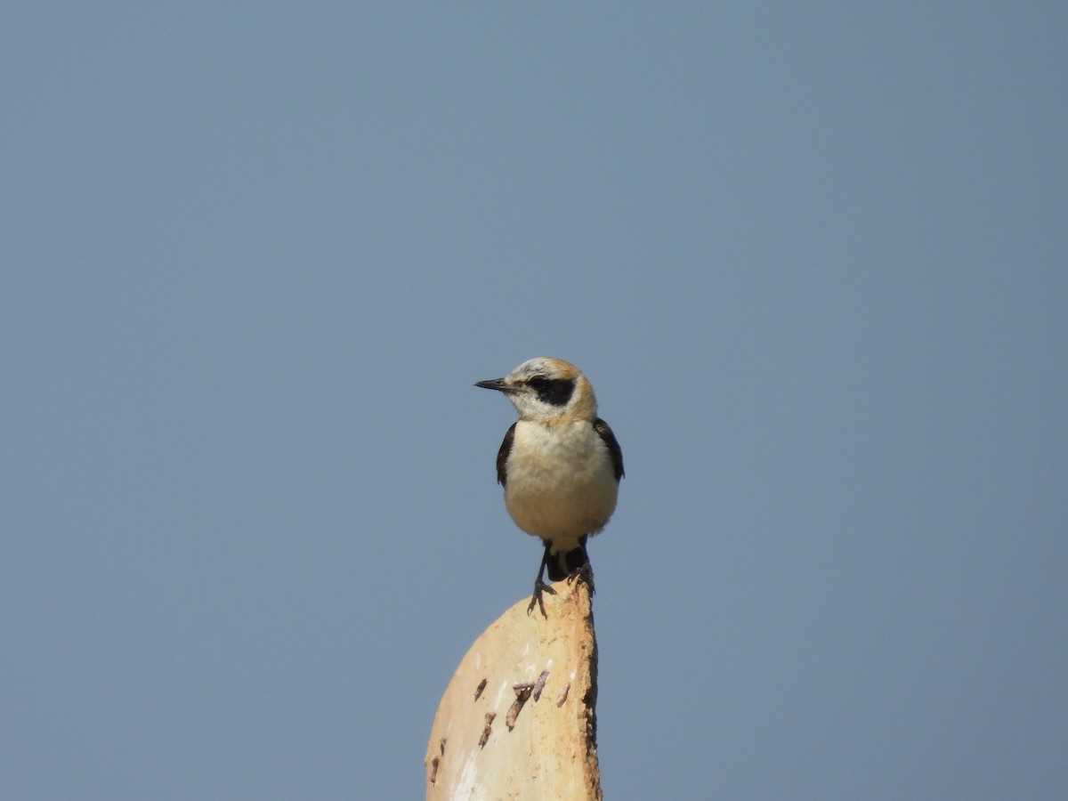 Western Black-eared Wheatear - ML638836877