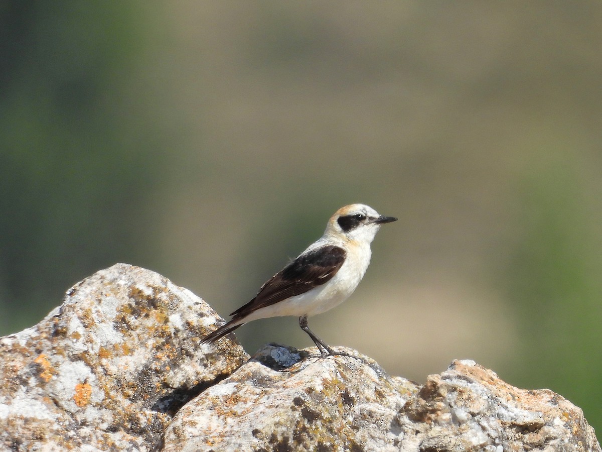 Western Black-eared Wheatear - ML638836879