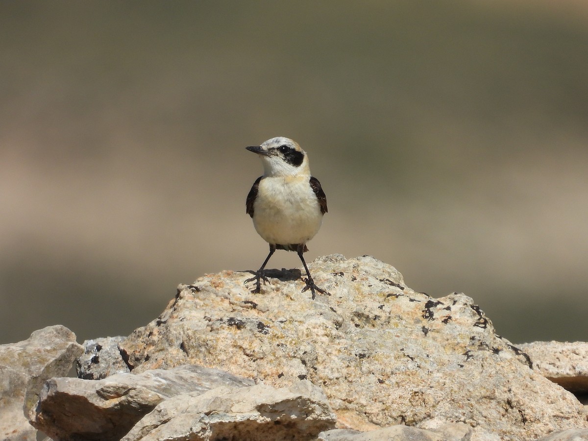 Western Black-eared Wheatear - ML638836880