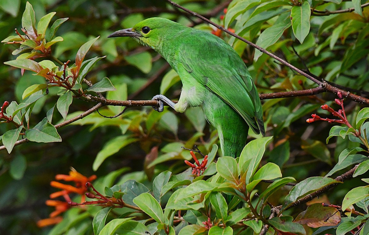 Jerdon's Leafbird - ML638836883