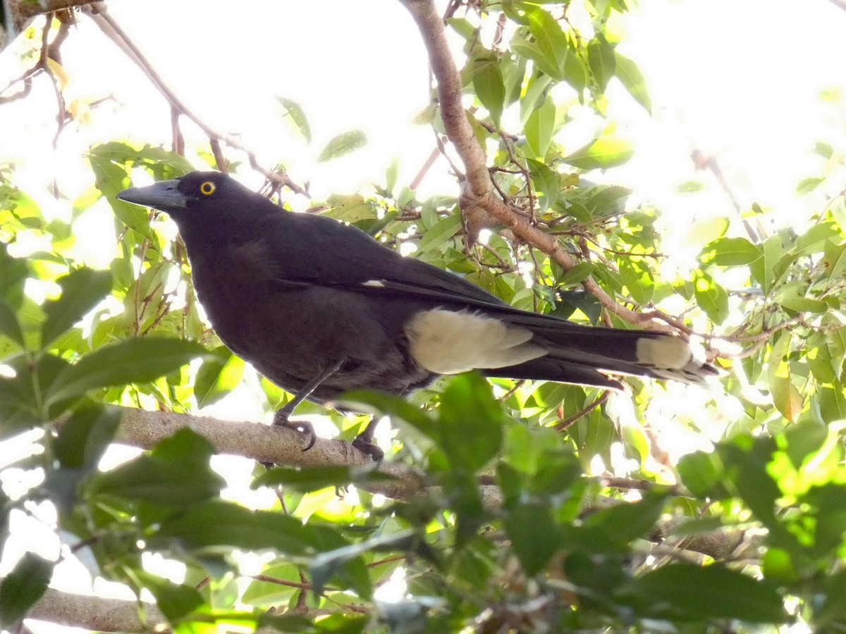 Pied Currawong - ML638836918