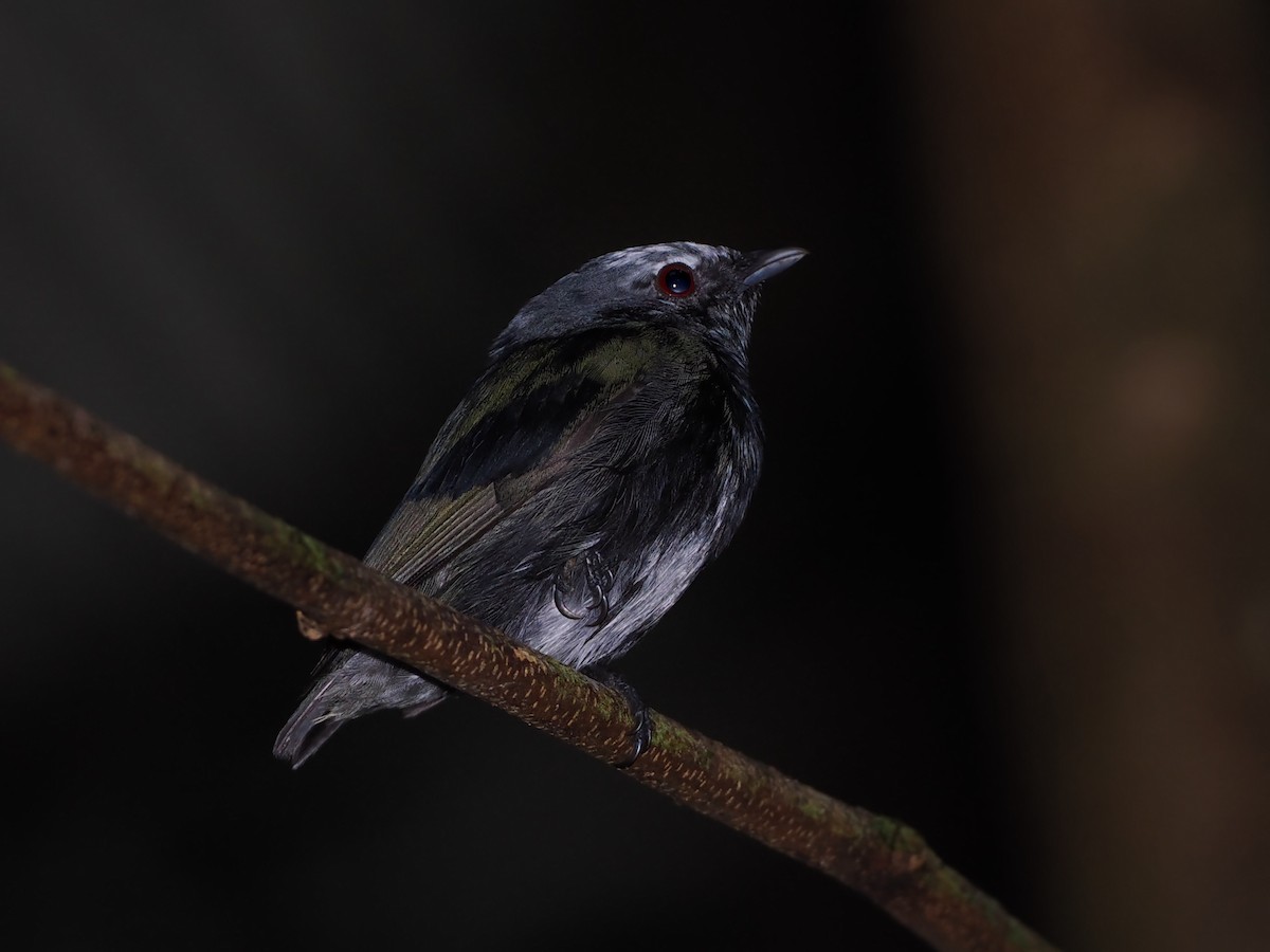 White-crowned Manakin - ML638836943