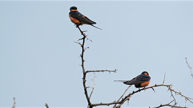Rufous-chested Swallow - ML638836955