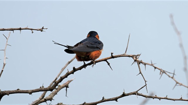 Rufous-chested Swallow - ML638836956