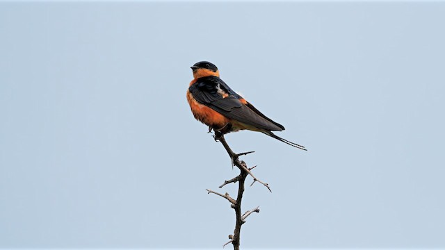 Rufous-chested Swallow - ML638836957