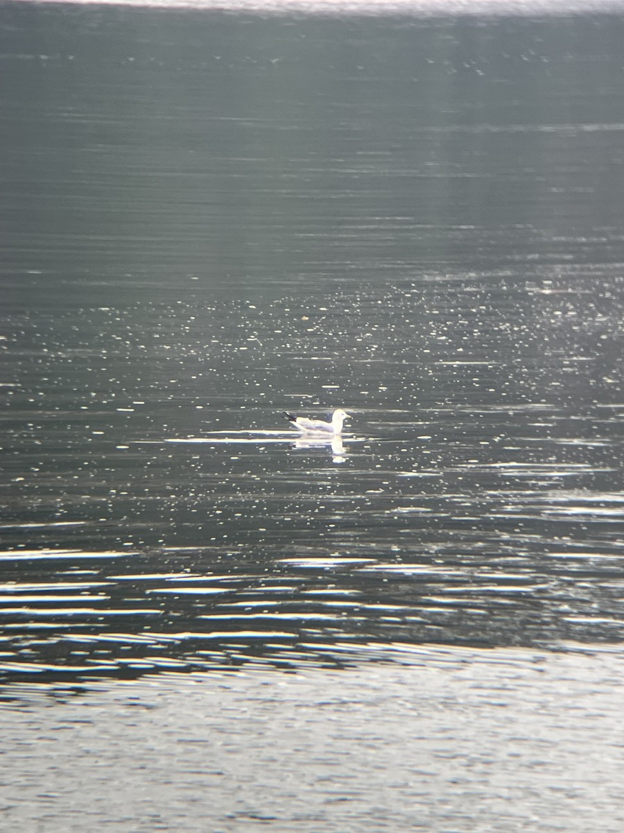 Ring-billed Gull - ML638836961