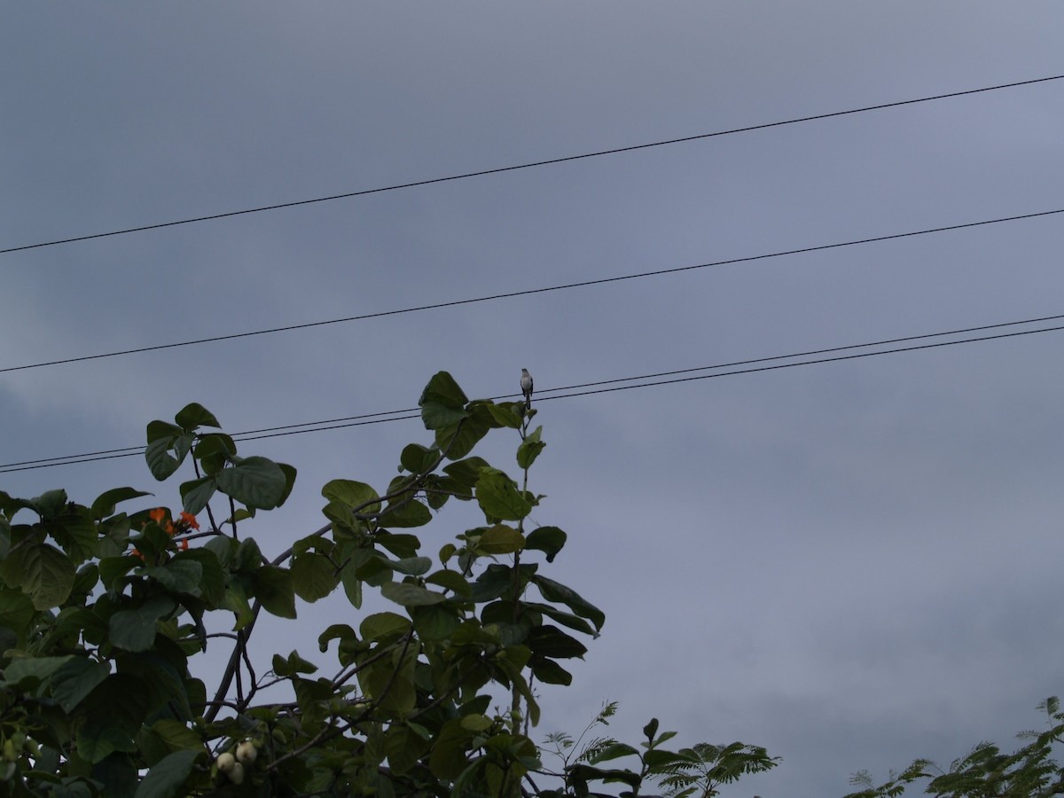 Northern Mockingbird - ML638836969