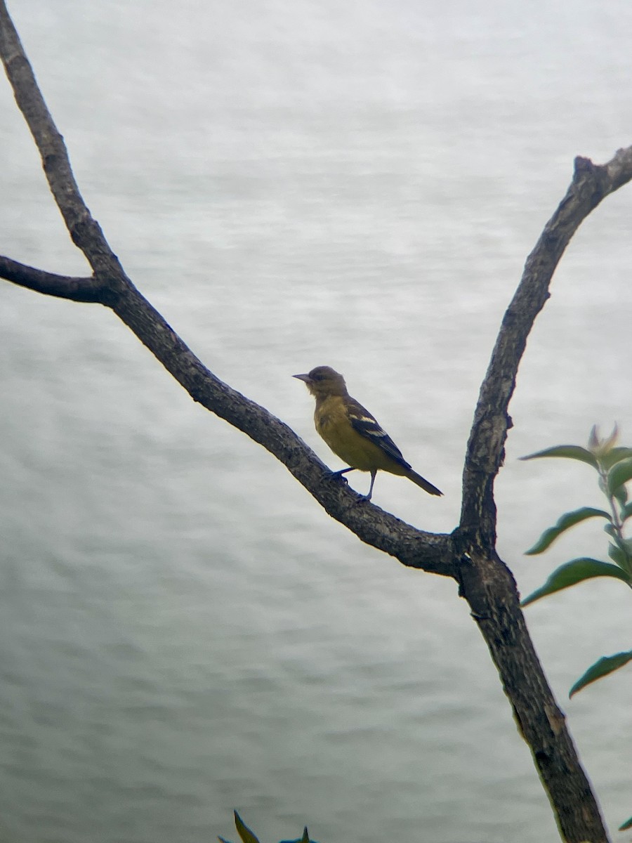 Baltimore Oriole - ML638836972