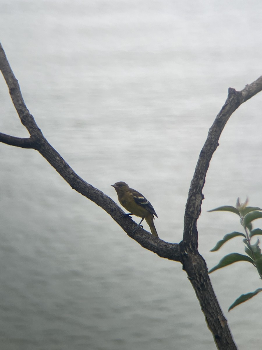 Baltimore Oriole - ML638836973