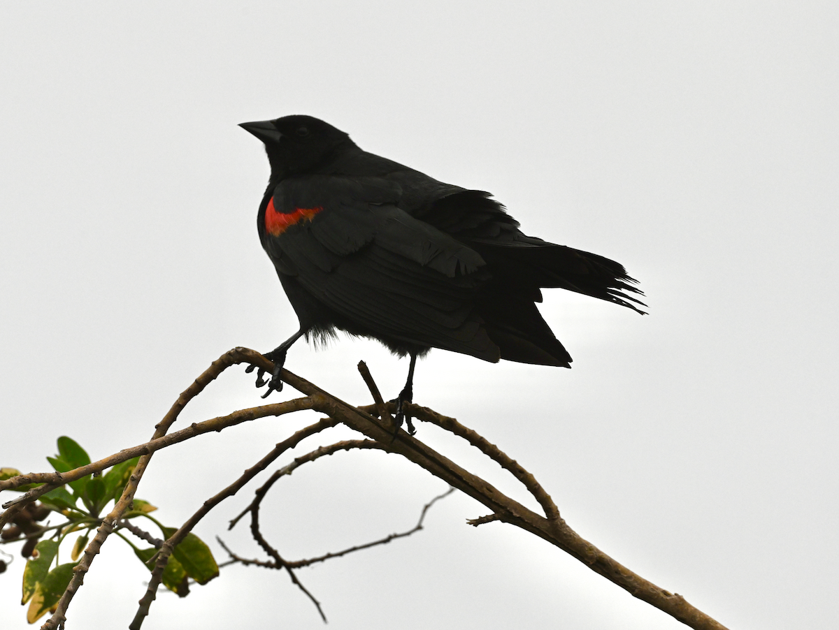 Red-winged Blackbird (Mexican Bicolored) - ML638836975