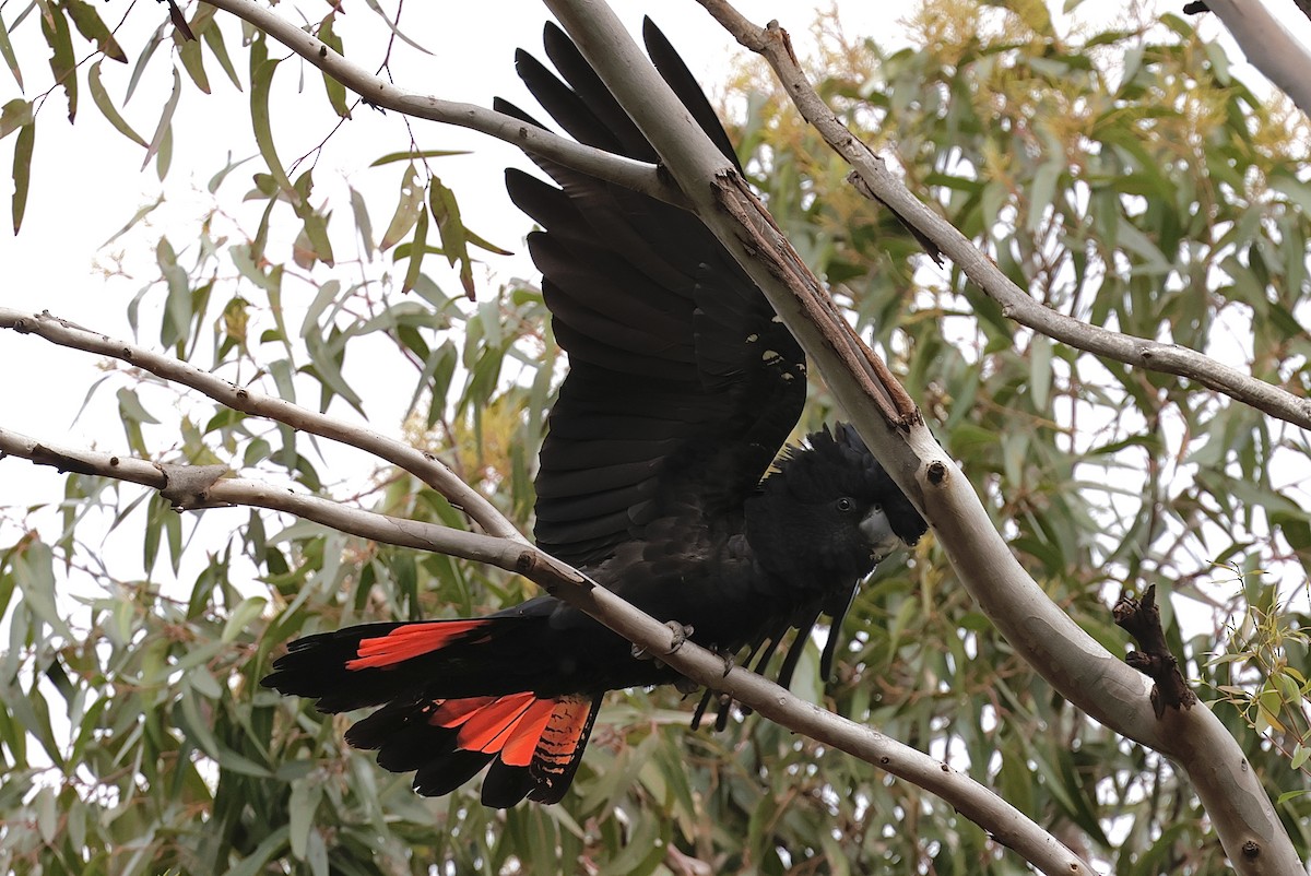 Red-tailed Black-Cockatoo - ML638836981