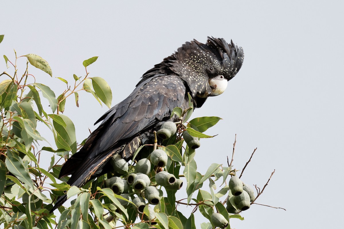 Red-tailed Black-Cockatoo - ML638836982