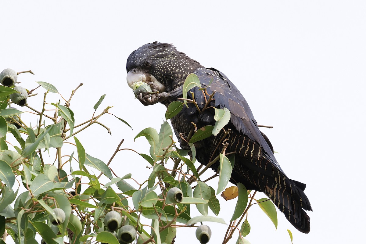 Red-tailed Black-Cockatoo - ML638836986