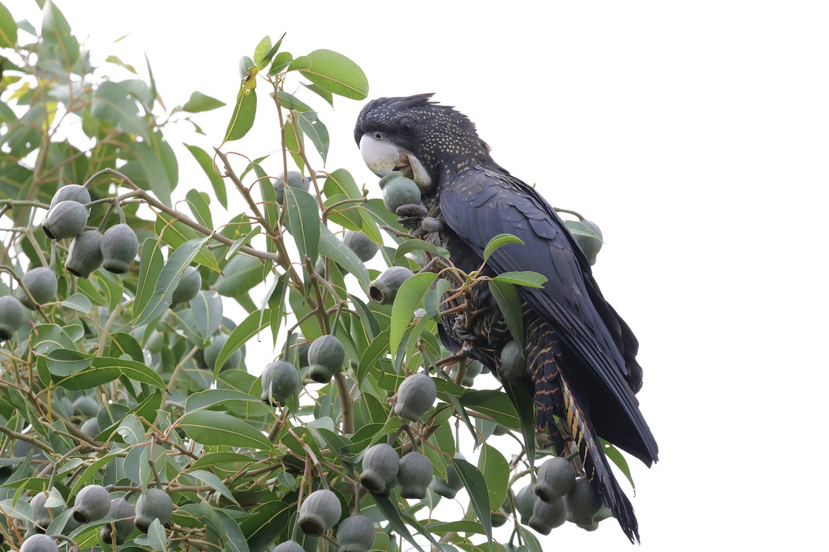 Red-tailed Black-Cockatoo - ML638836989