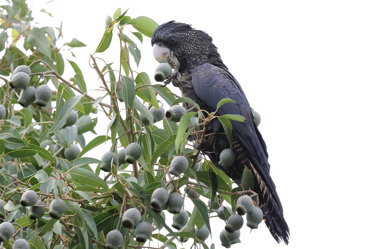Red-tailed Black-Cockatoo - ML638836993