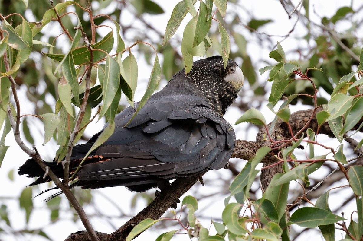 Red-tailed Black-Cockatoo - ML638836997