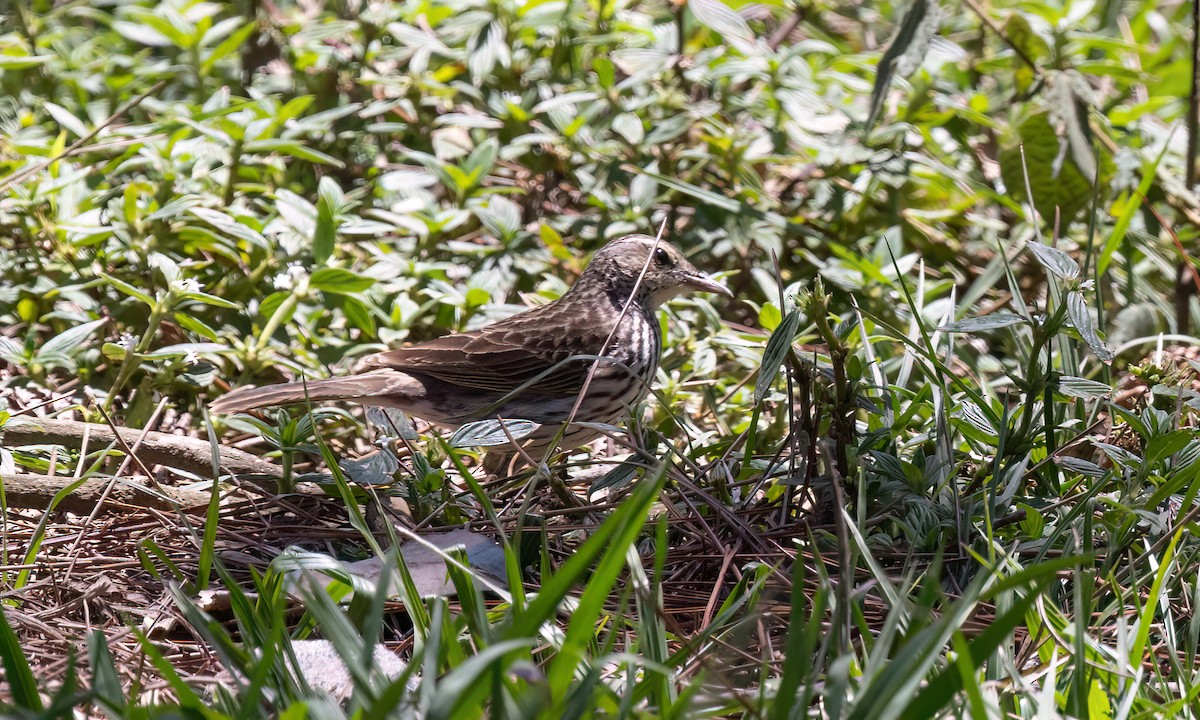 Striped Pipit - ML638836998