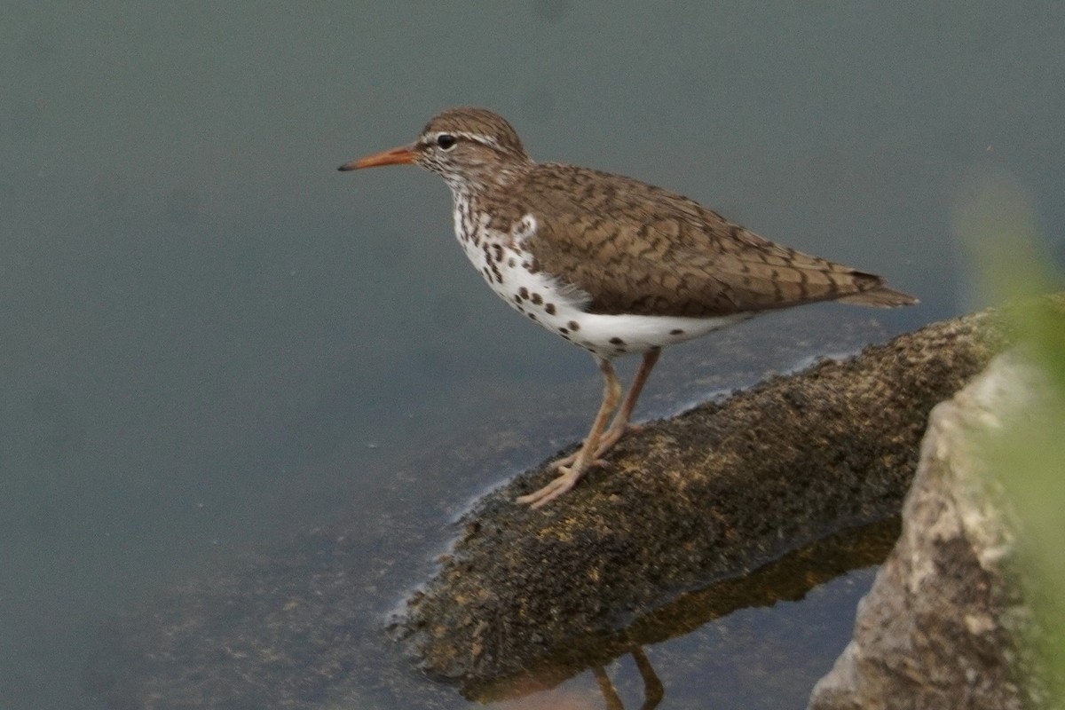 Spotted Sandpiper - ML638837007