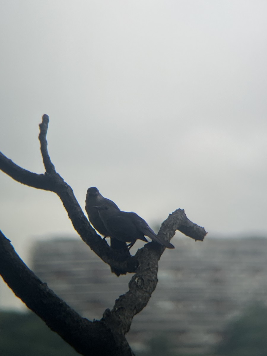 Gray Catbird - ML638837010