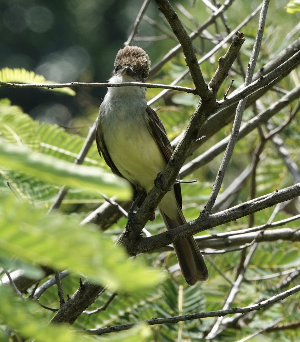 Grenada Flycatcher - ML638837059