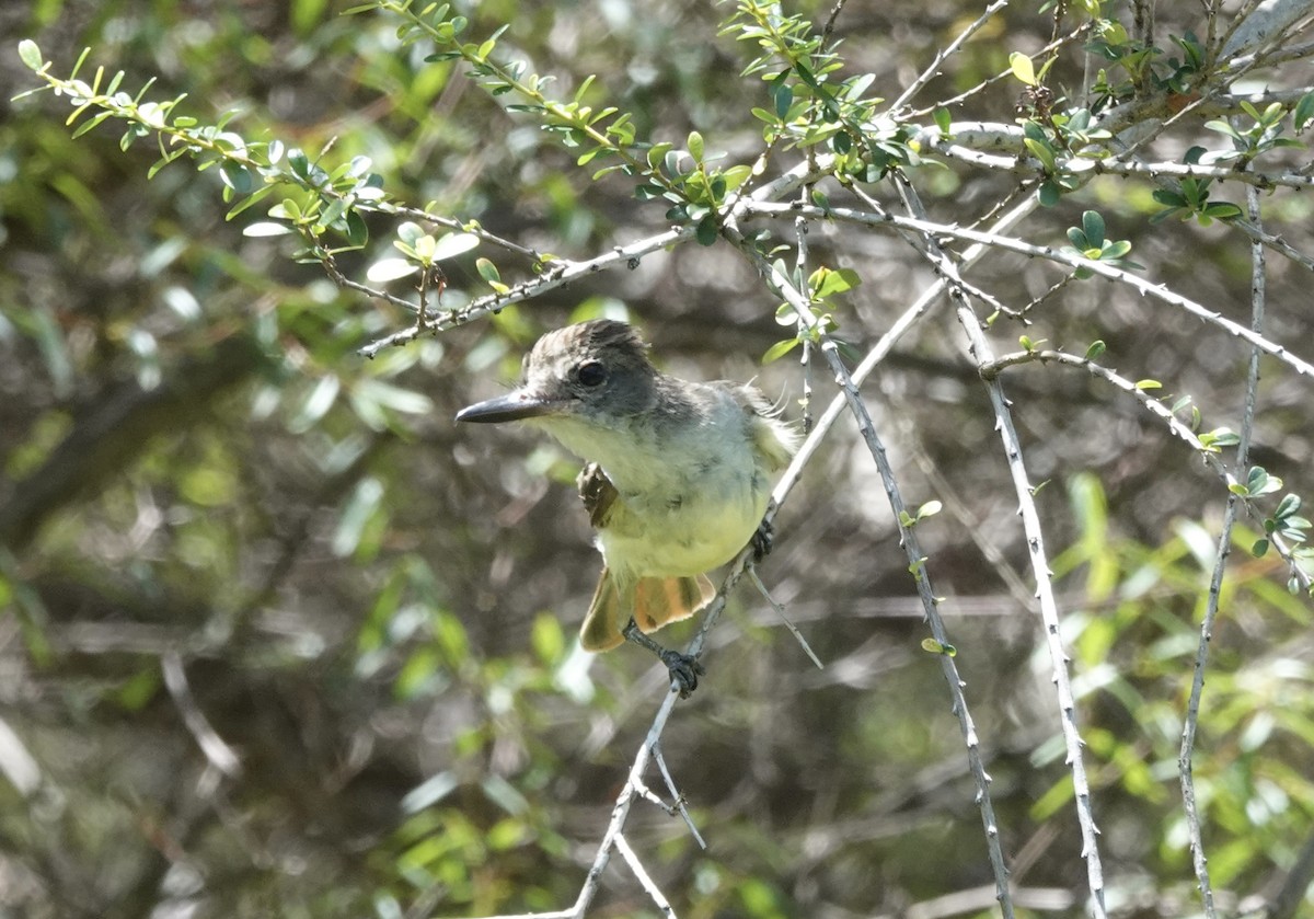 Grenada Flycatcher - ML638837060