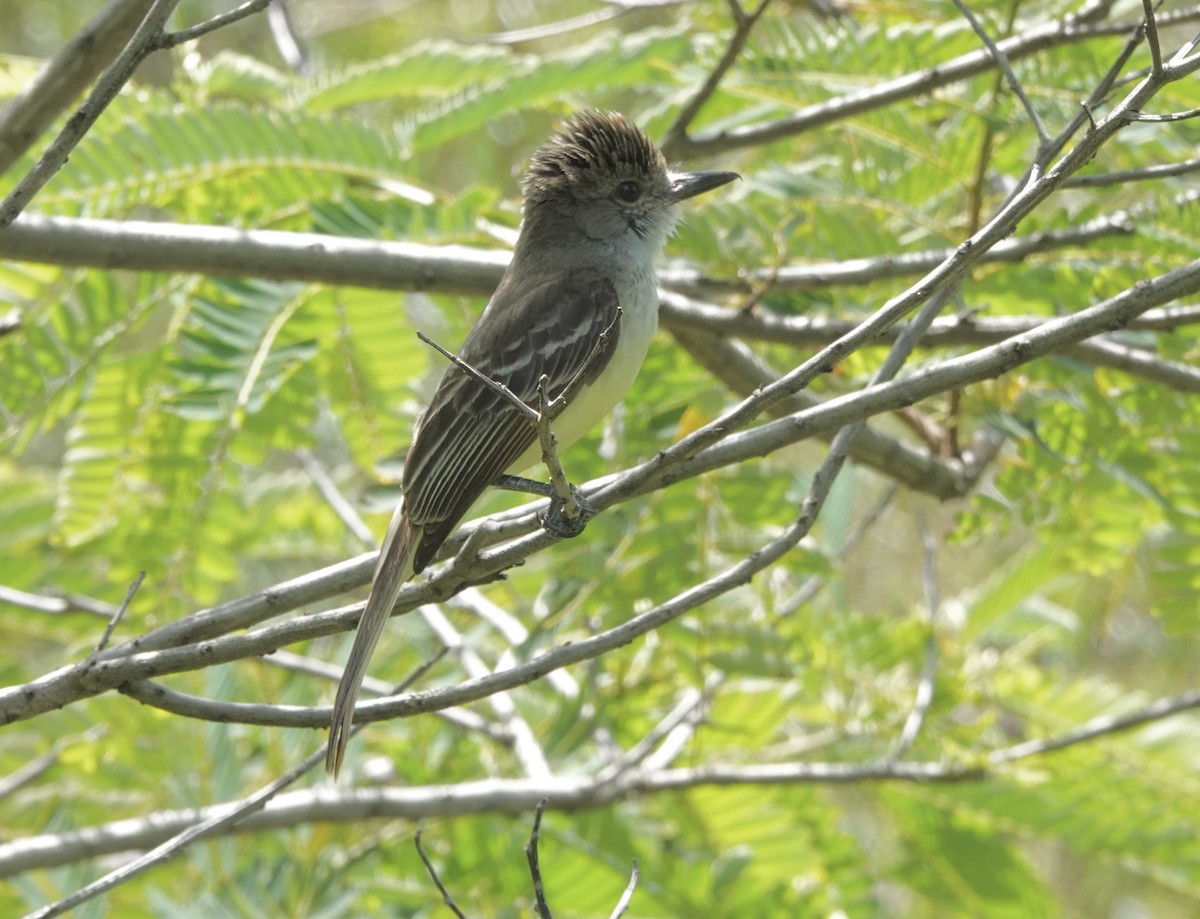 Grenada Flycatcher - ML638837061