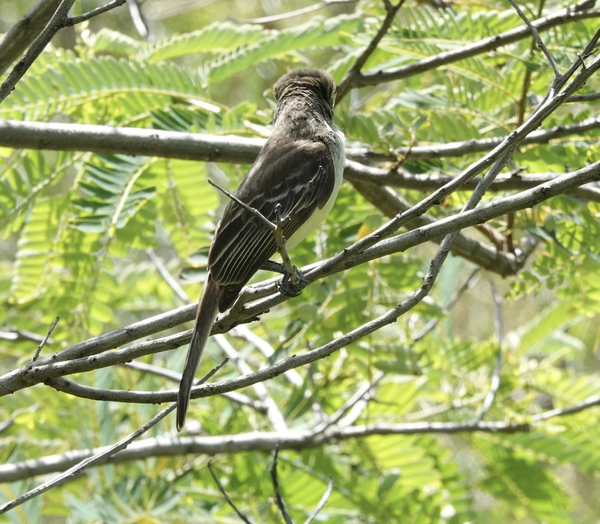 Grenada Flycatcher - ML638837062