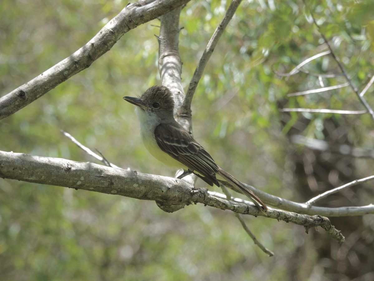 Grenada Flycatcher - ML638837063