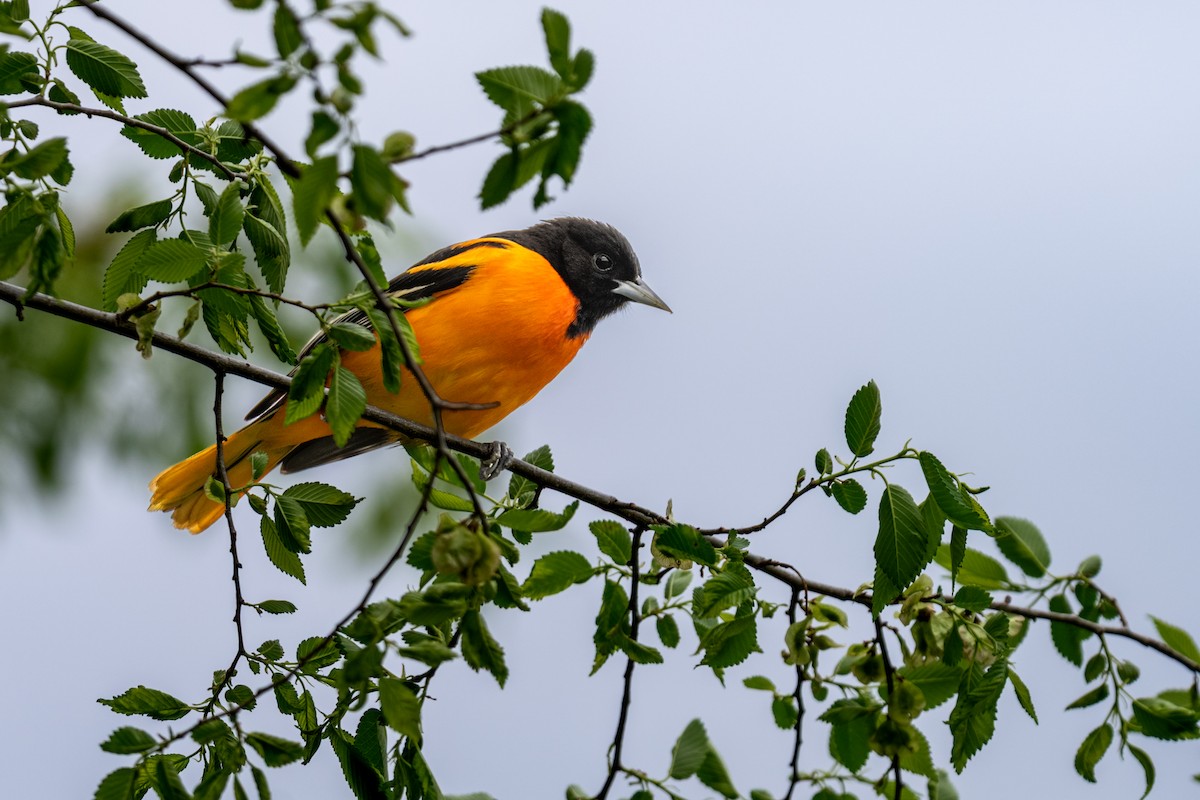 Baltimore Oriole - ML638837067