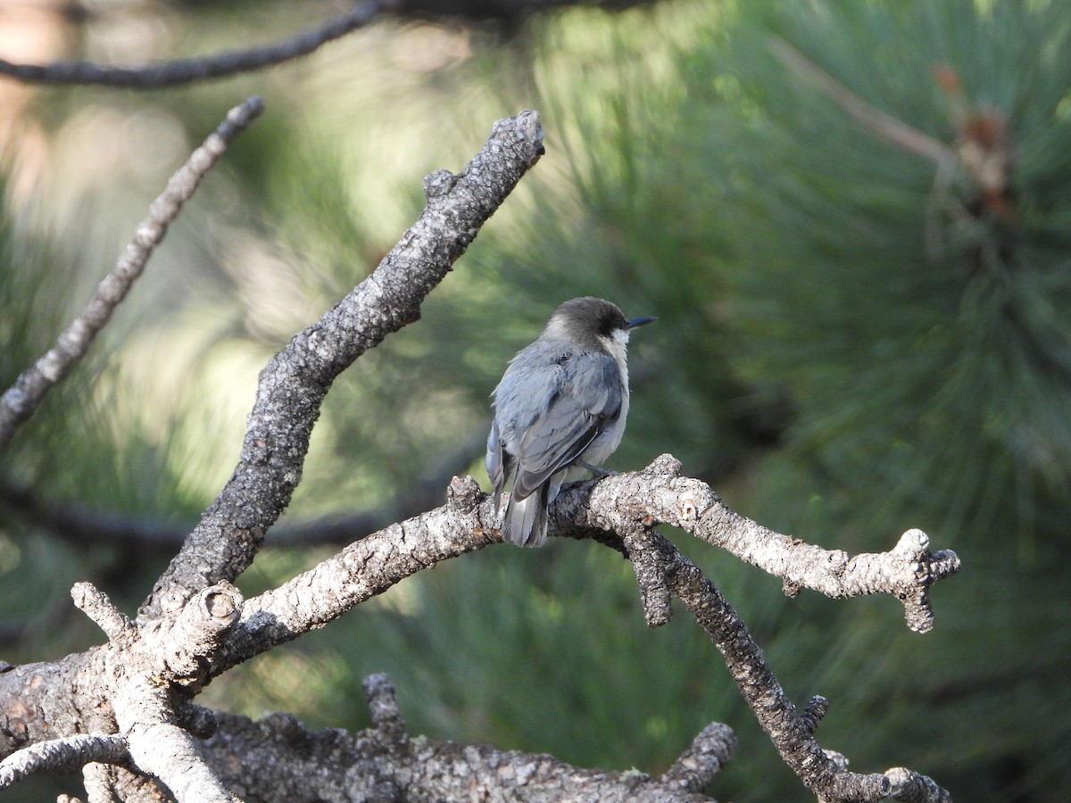 Pygmy Nuthatch - ML638837076