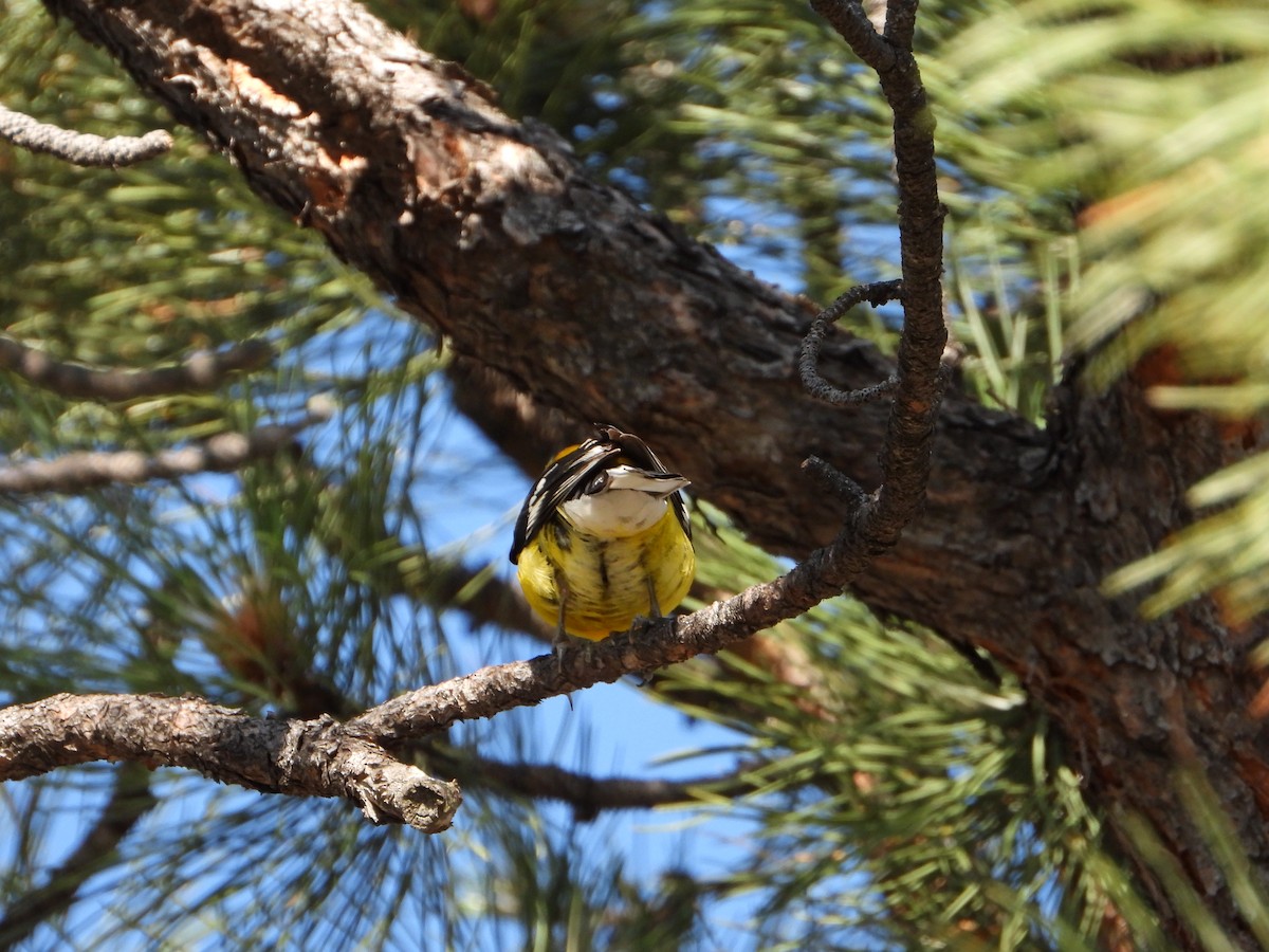 Yellow Grosbeak - ML638837090