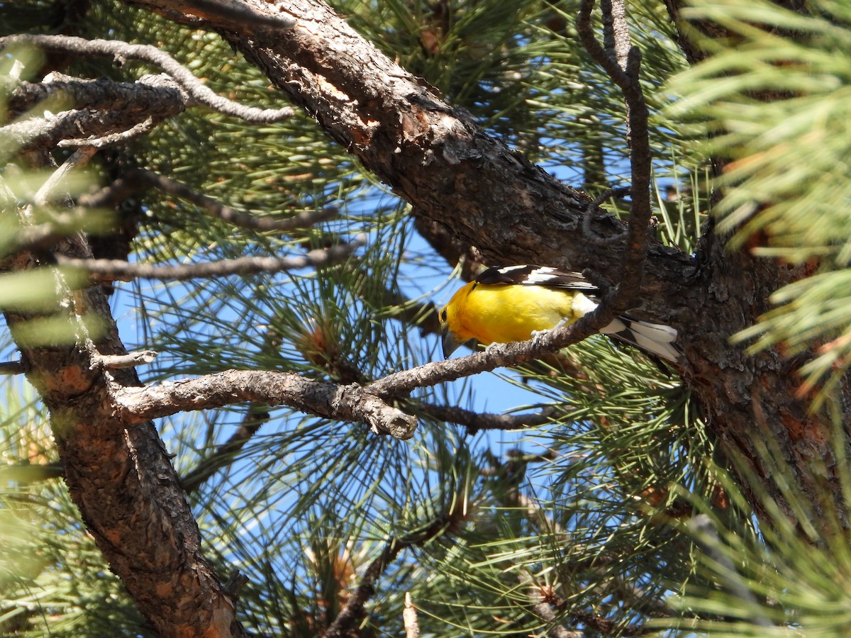 Yellow Grosbeak - ML638837091