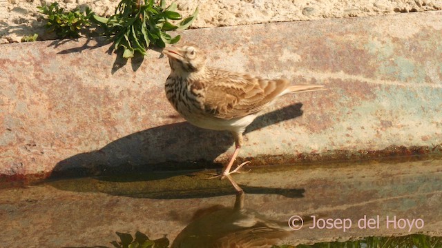 Crested Lark (Crested) - ML638837180