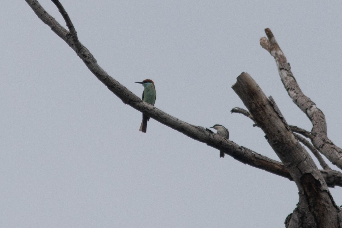 Rufous-crowned Bee-eater - ML638837212