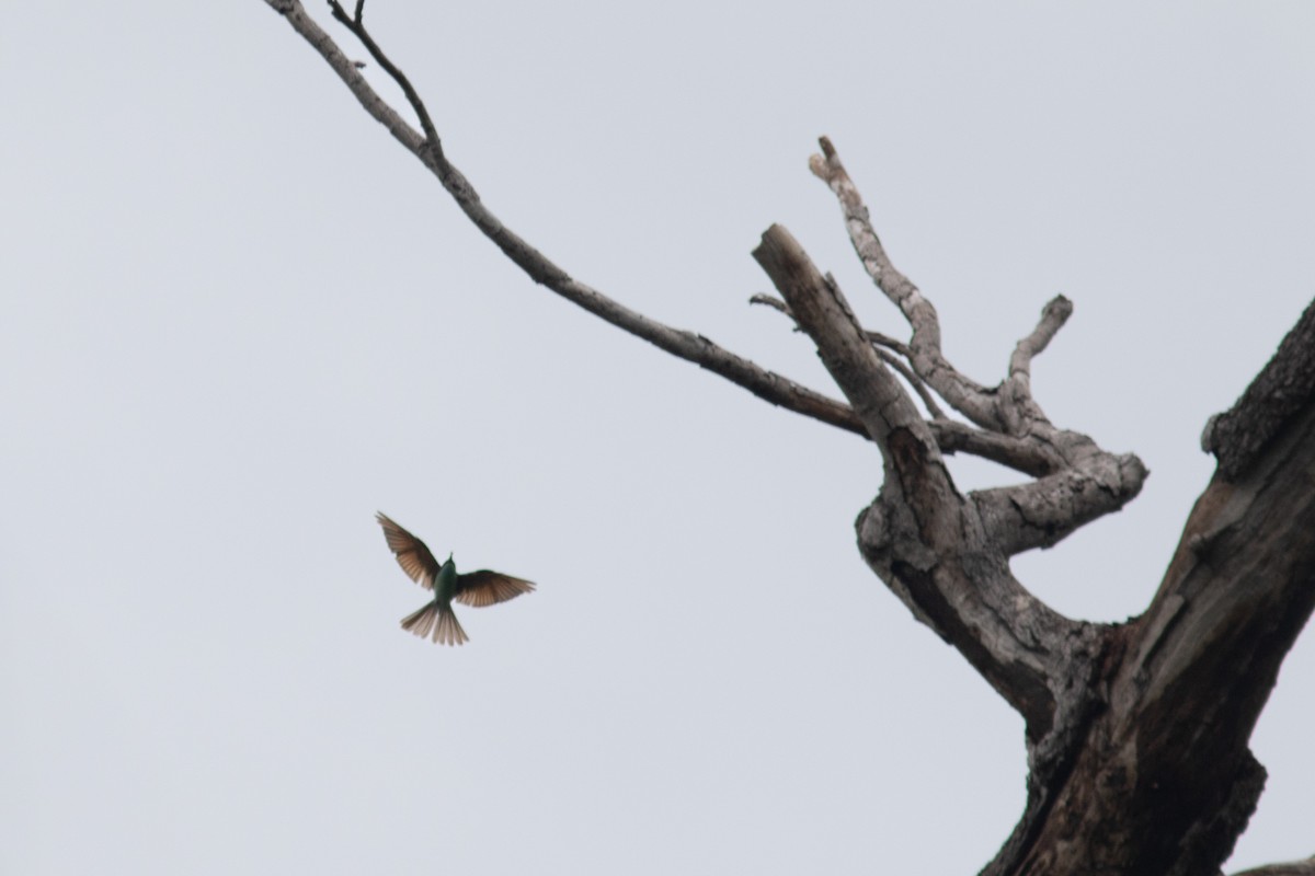 Rufous-crowned Bee-eater - ML638837213