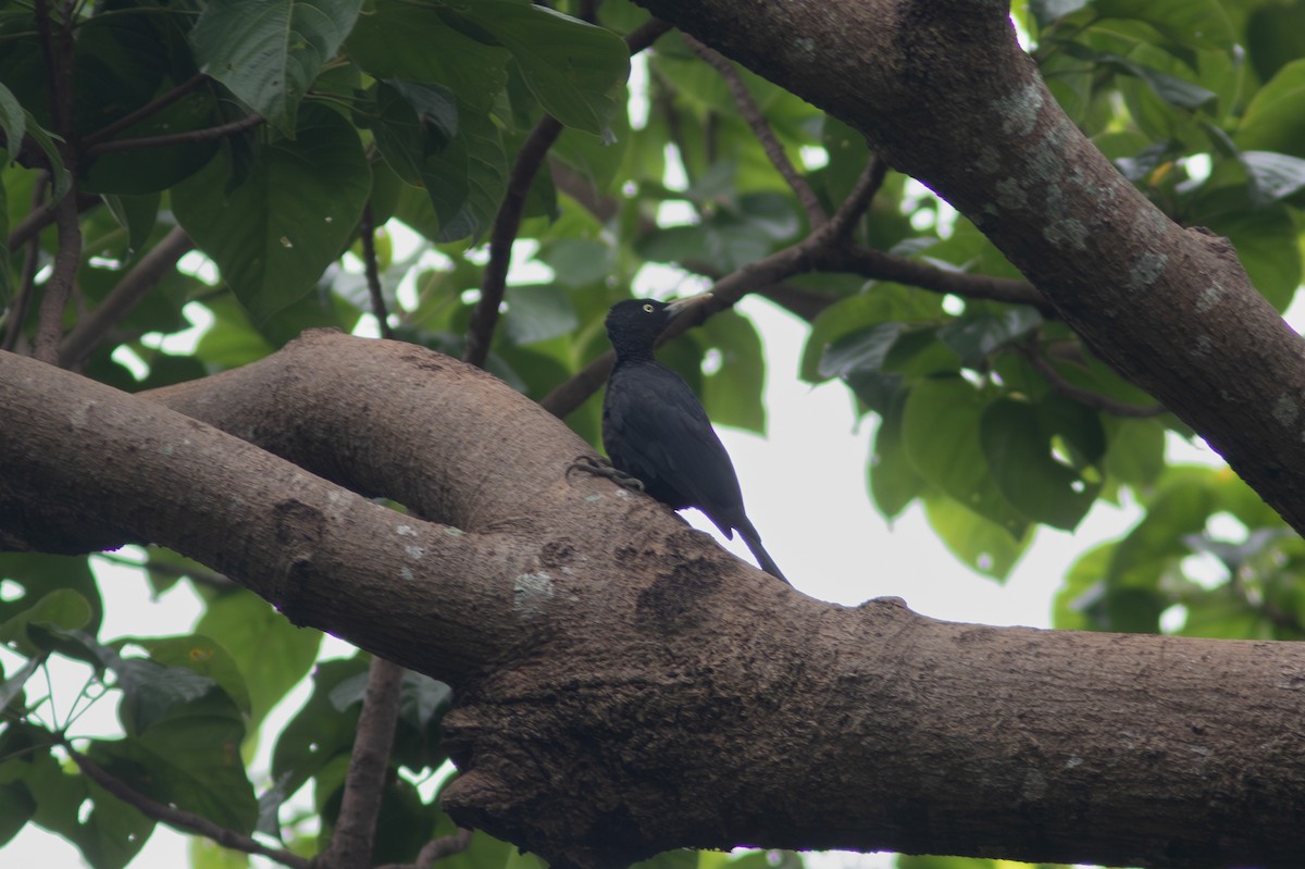 Northern Sooty-Woodpecker - ML638837221