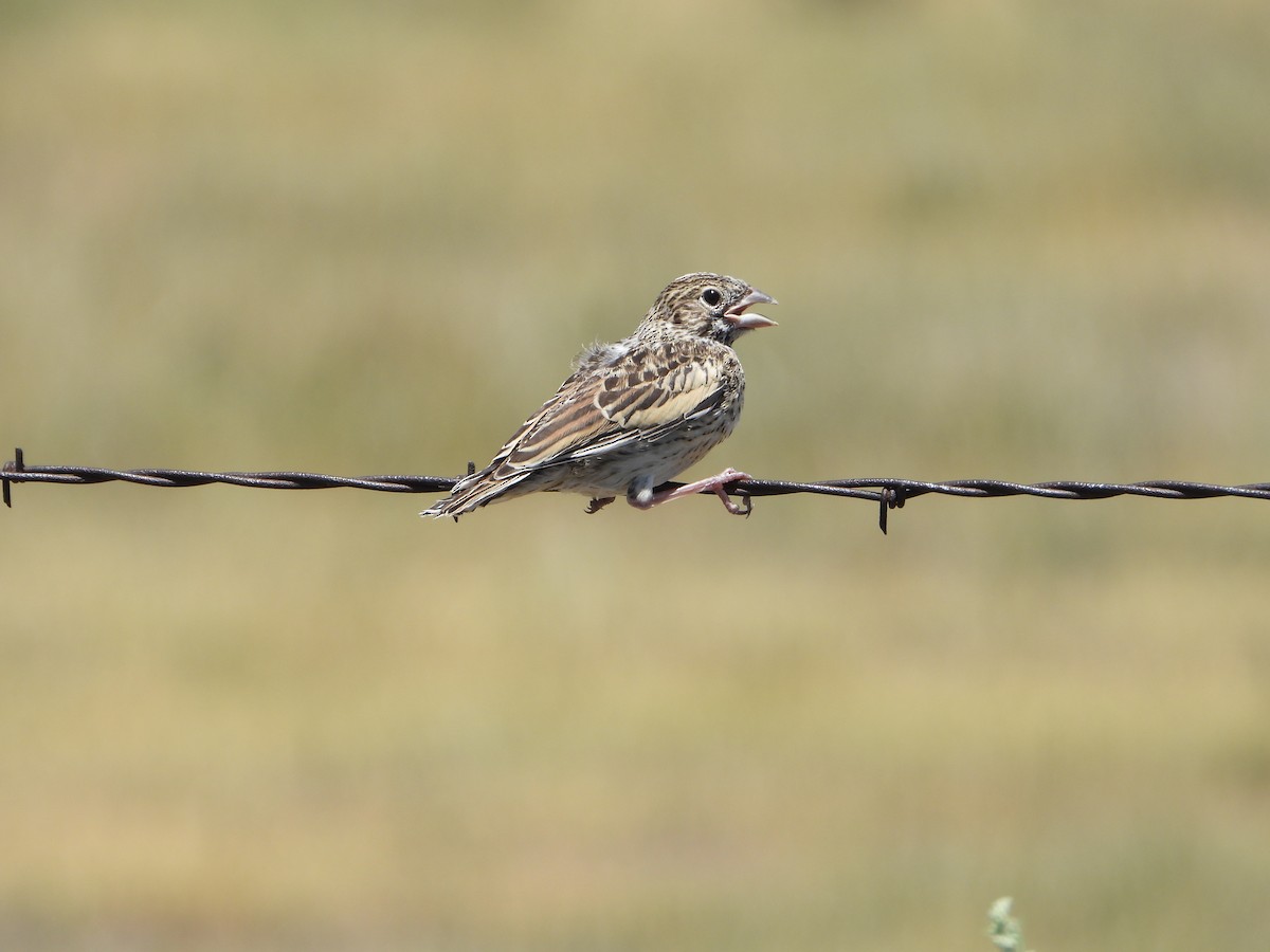 Lark Bunting - ML638837251