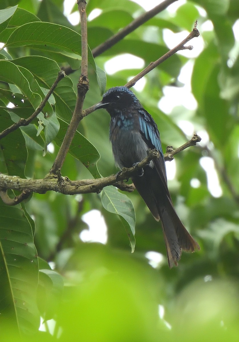 Bronzed Drongo - ML638837261
