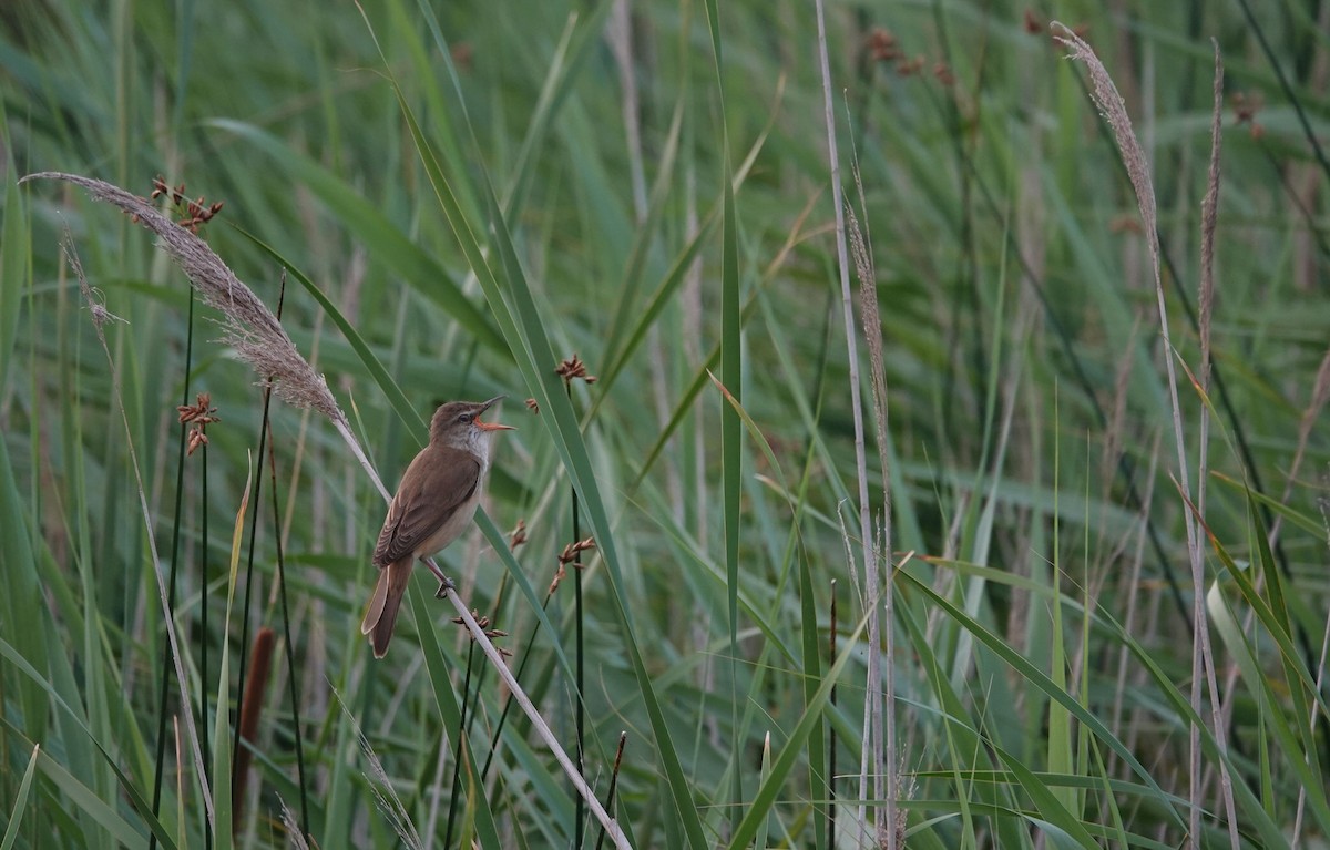 Great Reed Warbler - ML638837273