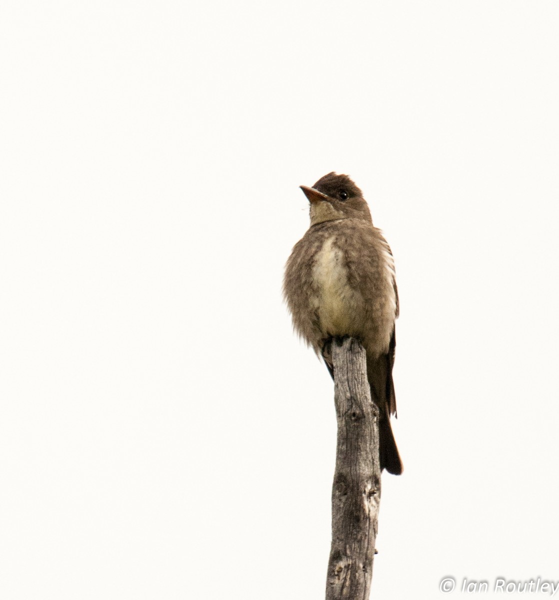 Olive-sided Flycatcher - Ian Routley