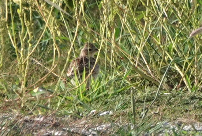 Oriental Skylark - ML638837311