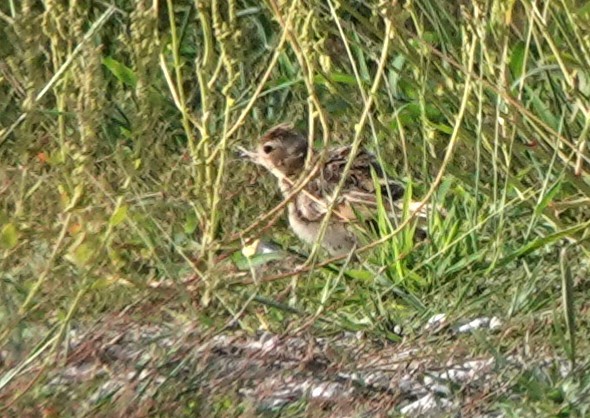 Oriental Skylark - ML638837312