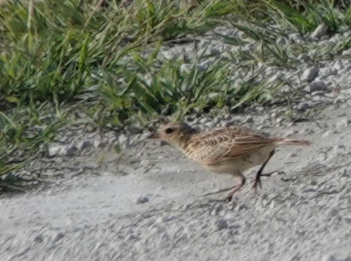 Oriental Skylark - ML638837315