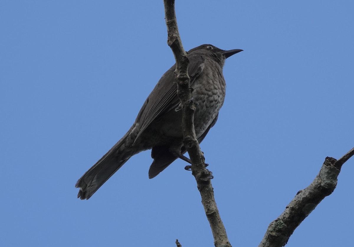 skjellspottefugl - ML638837320