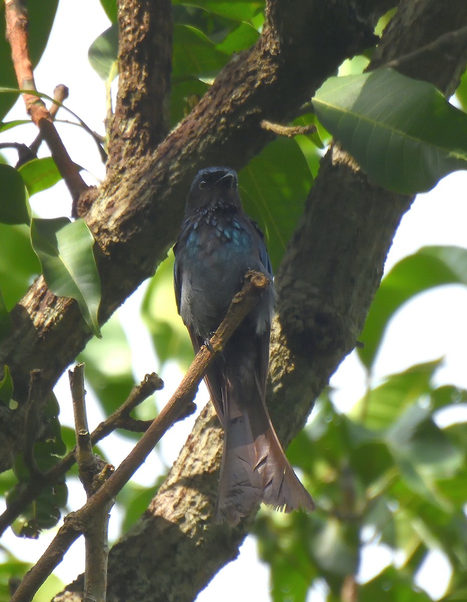 Bronzed Drongo - ML638837347