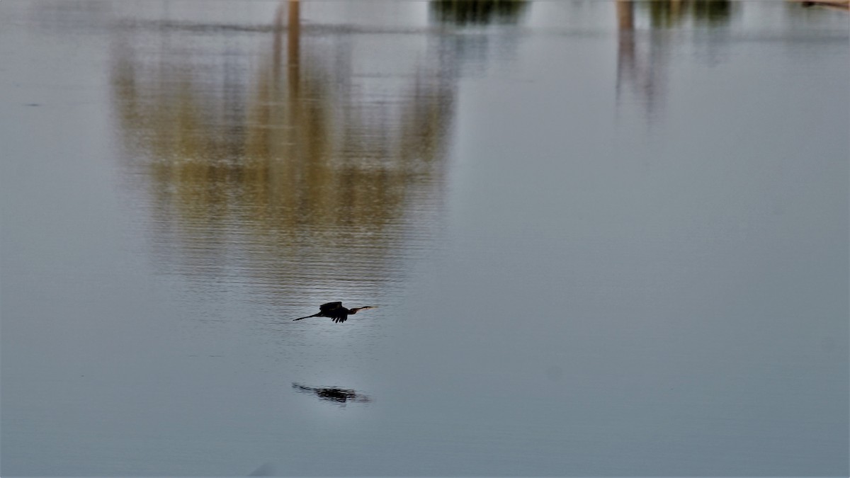African Darter - ML638837355