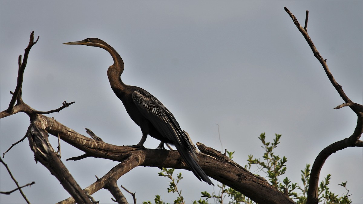 African Darter - ML638837356