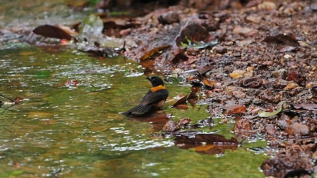 Fulvous Shrike-Tanager - ML638837358